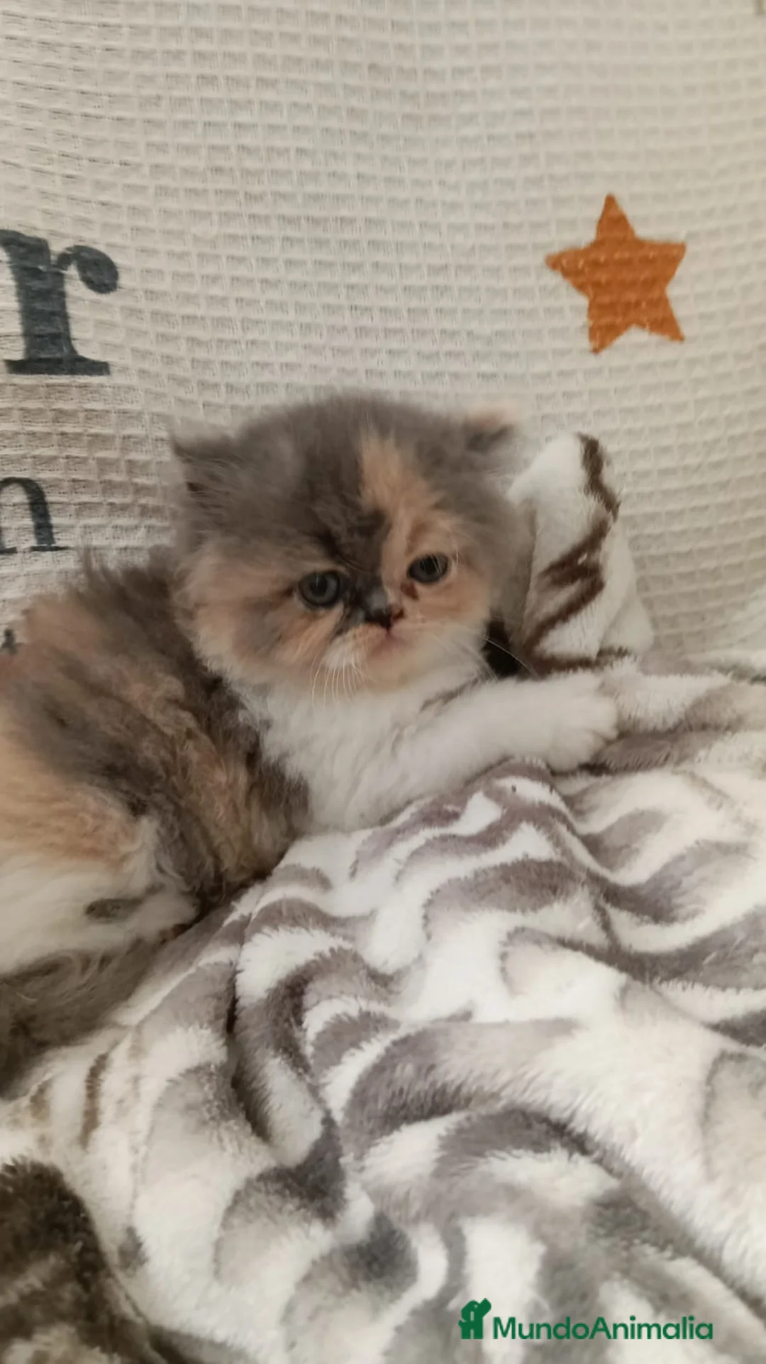 Persa gatos en venta: Gatitos Persas  - Anuncio 1