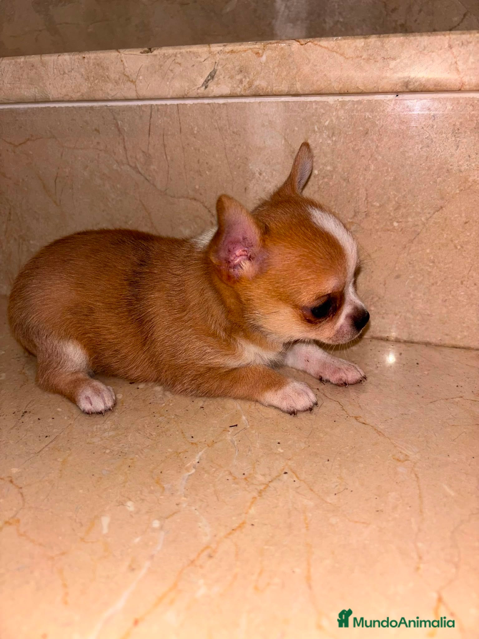 Chihuahua perros Chihuahua toy  - Anuncio 2