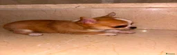 Chihuahua perros en venta: Chihuahua toy  - Anuncio 1