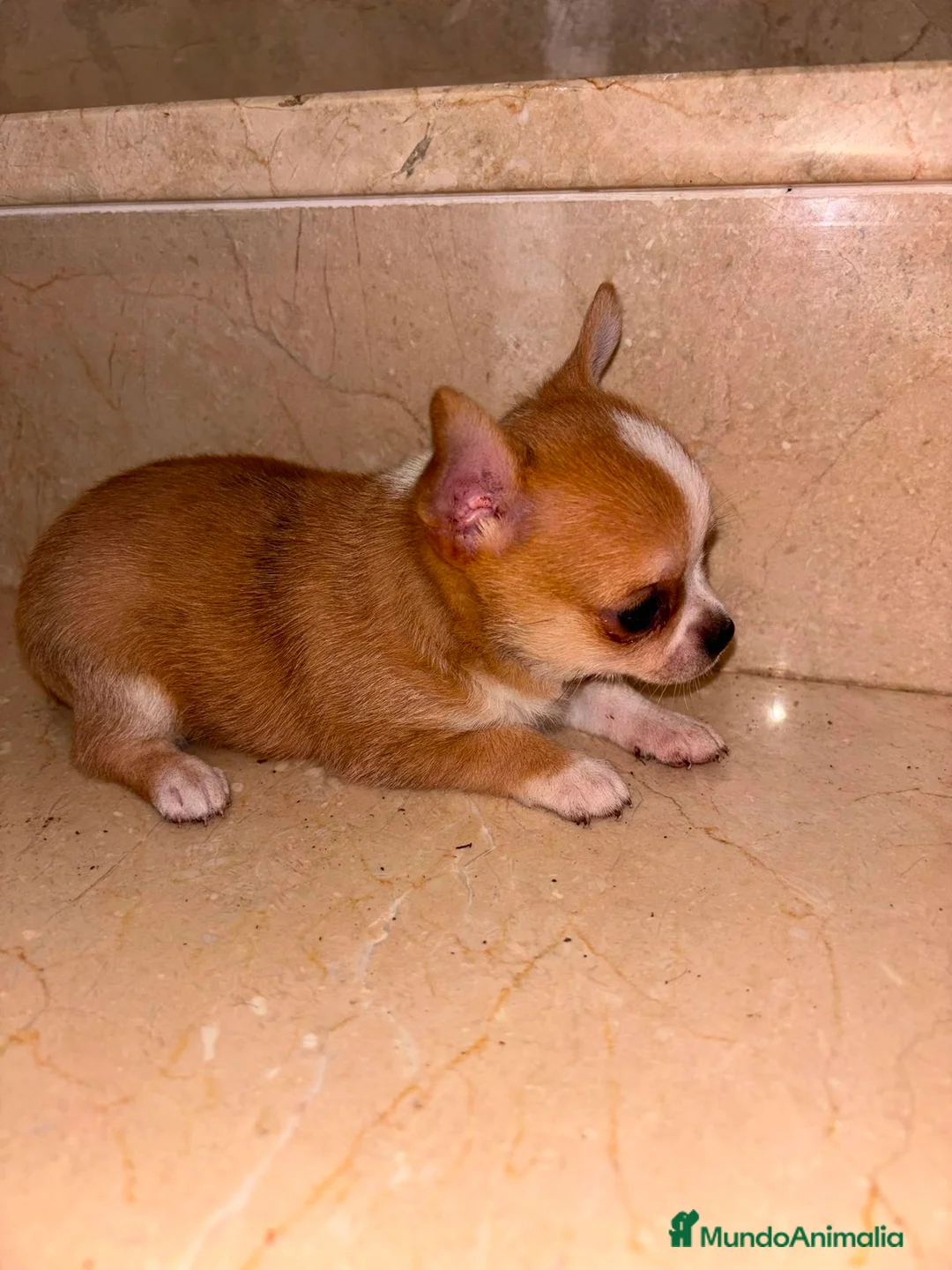 Chihuahua perros en venta: Chihuahua toy  - Anuncio 1
