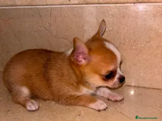 Chihuahua perros Chihuahua toy - Anuncio 3