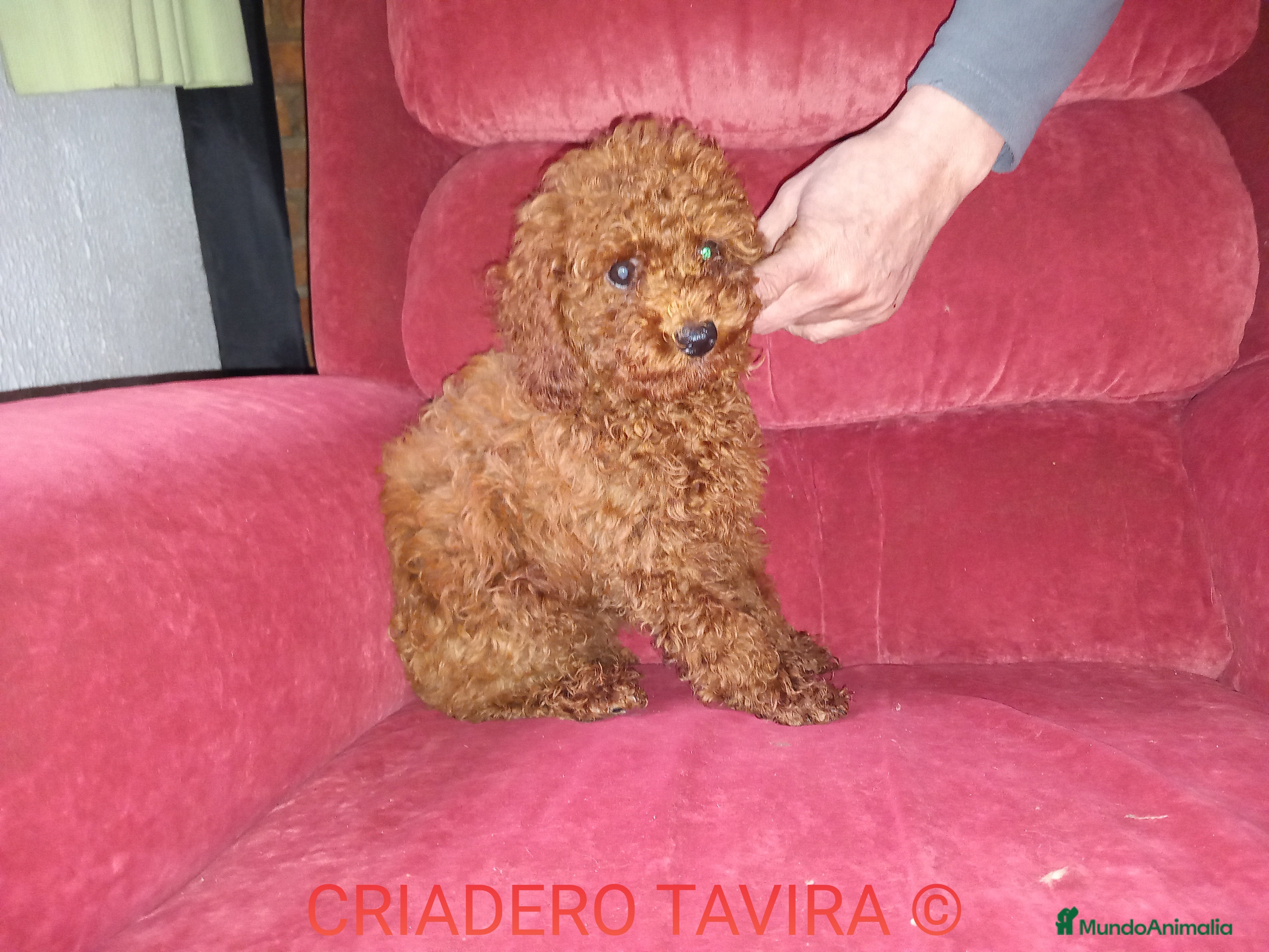Caniche Toy perros Cachorro caniche toy rojo poodle - Anuncio 37