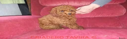 Caniche Toy perros en venta: Cachorro caniche toy rojo poodle - Anuncio 1