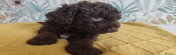 Perro de Agua Español perros en venta: Espectacular PDA - Anuncio 6