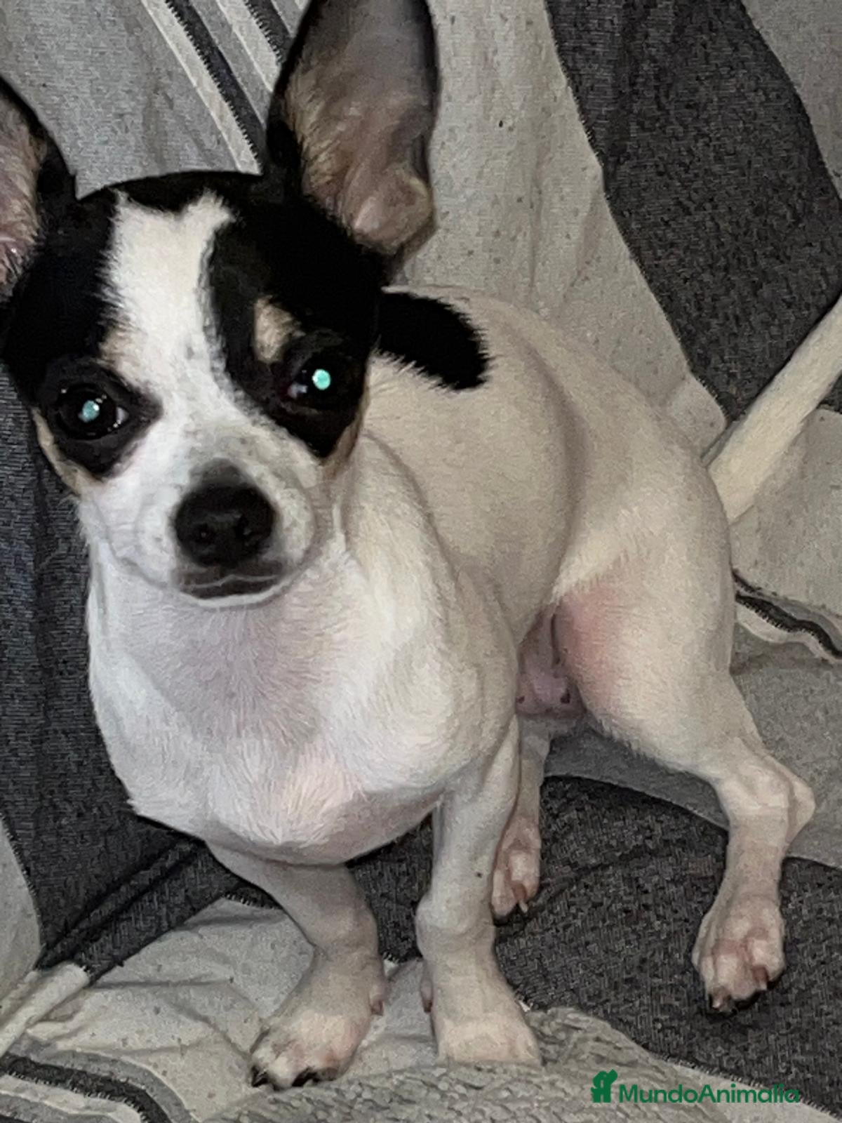 Chihuahua perros Chihuahua  - Anuncio 3