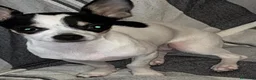 Chihuahua perros en venta: Chihuahua  en Barcelona - Anuncio 1