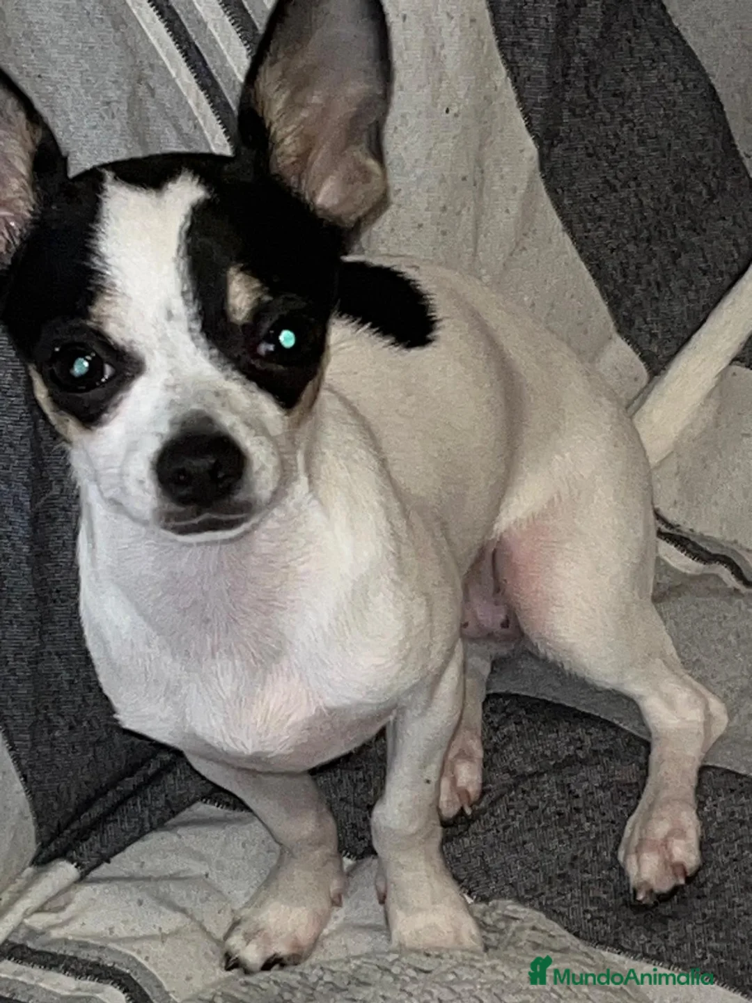 Chihuahua perros en venta: Chihuahua  en Barcelona - Anuncio 1