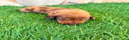 Teckel Miniatura perros en venta: Teckel Miniatura merle chocolate - Anuncio 11