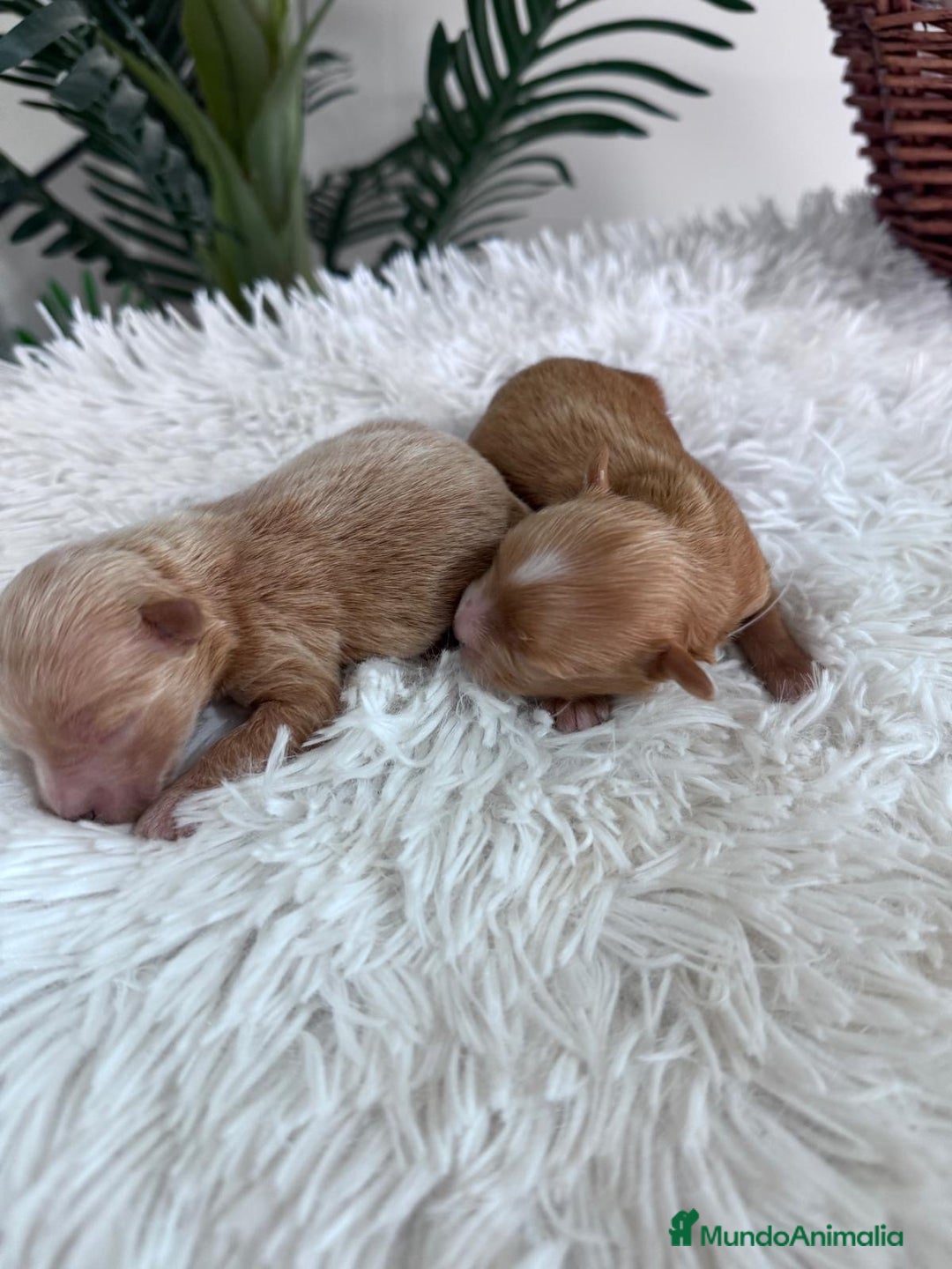Maltipoo perros en venta: MALTIPOO MACHO - Imagen 12
