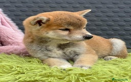 Shiba Inu perros en venta: CAMADA DE SHIBA INU DISPONIBLES - Imagen 9