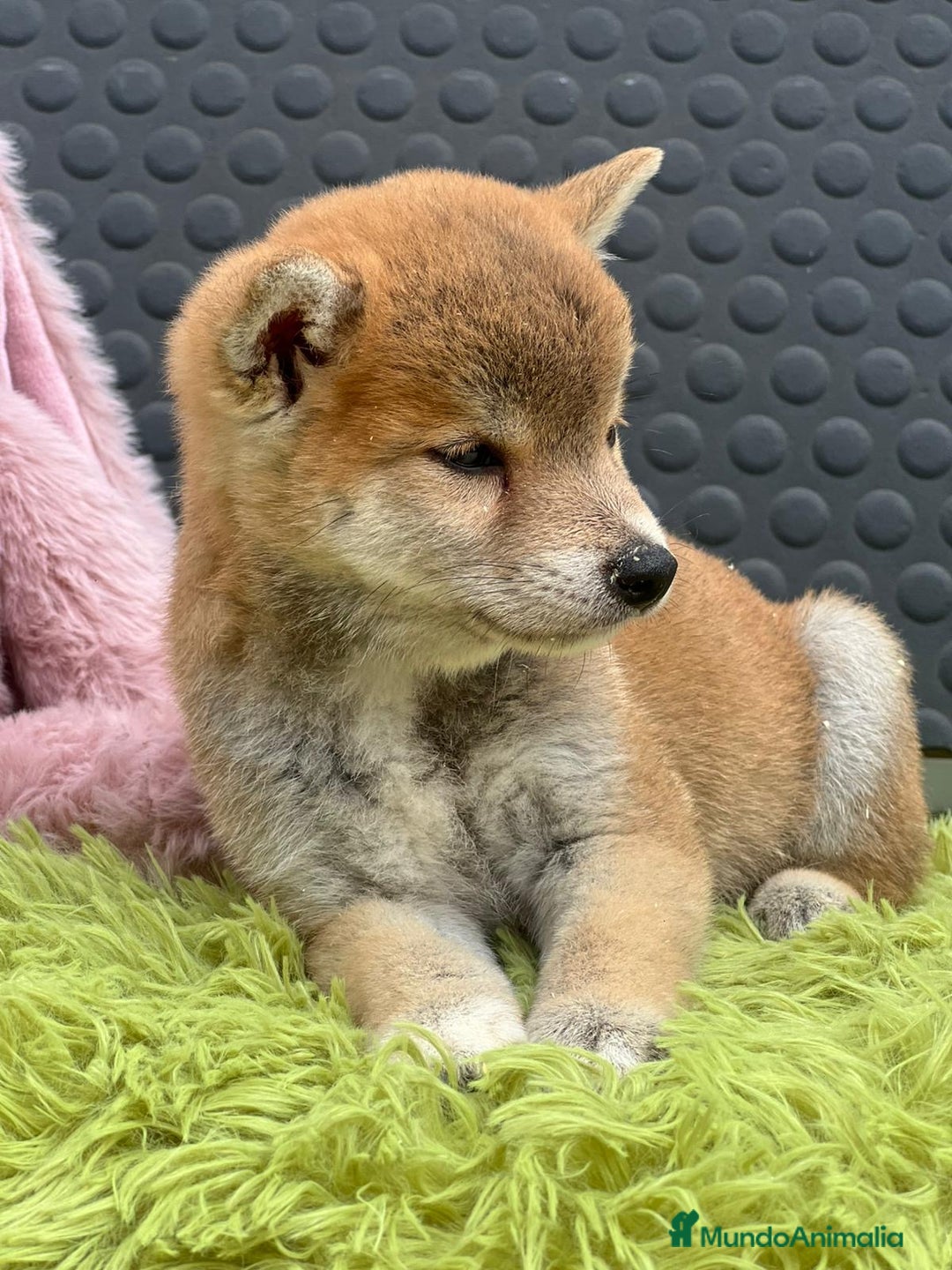 Shiba Inu perros en venta: CAMADA DE SHIBA INU DISPONIBLES - Imagen 9