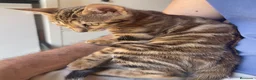 Bengalí gatos en venta: Gata Bengalí – Alta Genética y Crianza Premium - Anuncio 8