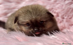 Pomerania perros en venta: POMERANIA TOY DISPONIBLES - Imagen 8