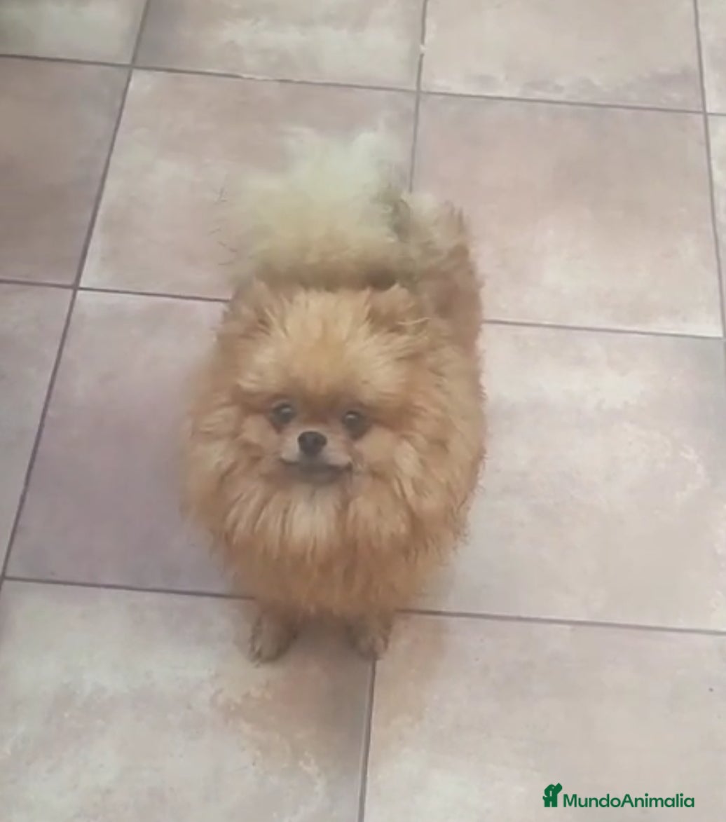 Pomerania perros POMERANIA MINIATURA MACHO - Anuncio 1