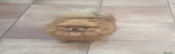 Pomerania perros en venta: POMERANIA MINIATURA MACHO - Anuncio 1