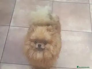 Pomerania perros POMERANIA MINIATURA MACHO - Anuncio 1