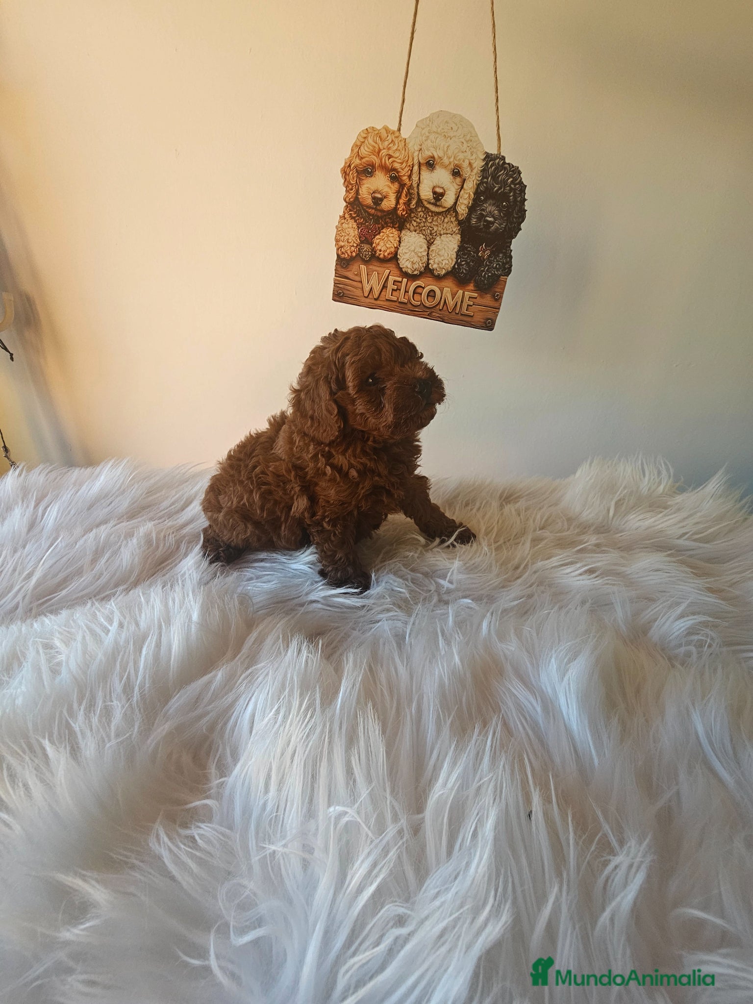 Caniche Toy perros en venta: CANICHES LINEA ASIATICA CALIDAD ALTA - Anuncio 4