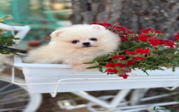 Pomerania perros en venta: Pomerania hembra lista para entregar  - Imagen 3