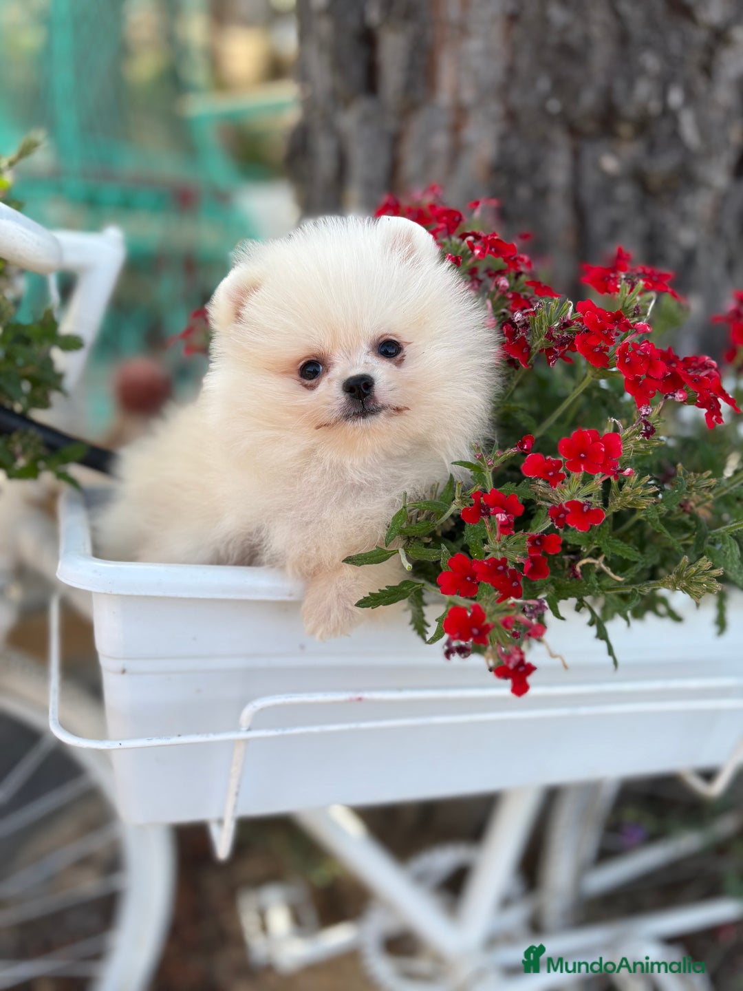 Pomerania perros en venta: Pomerania hembra lista para entregar  - Imagen 3