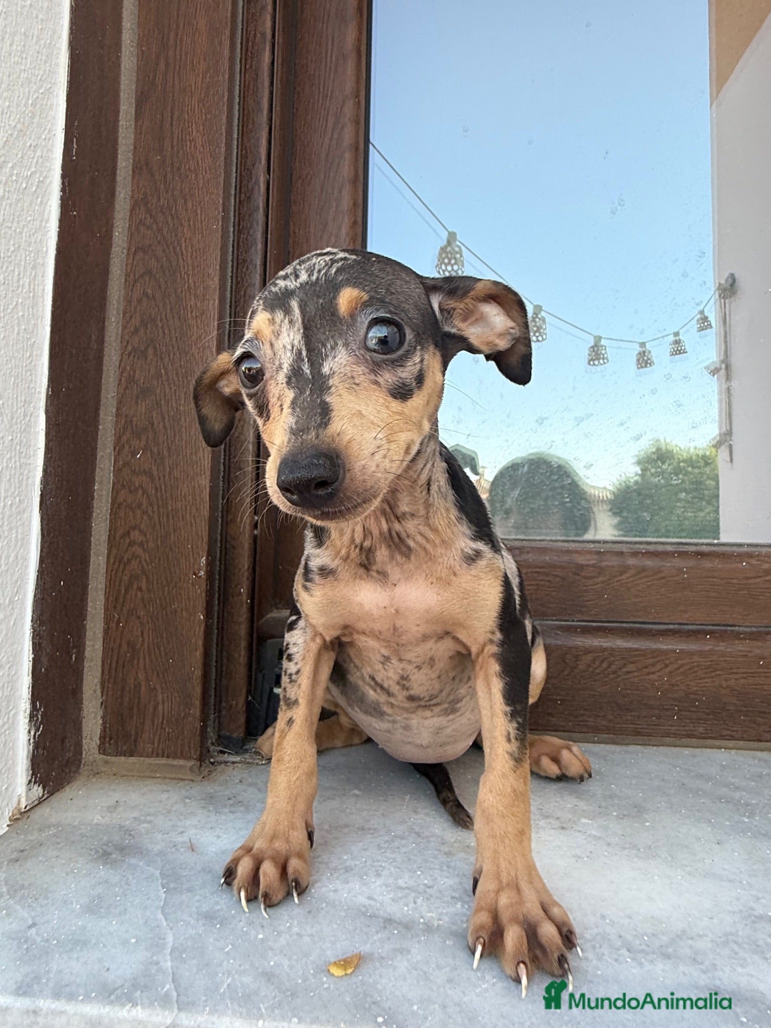 Pinscher Miniatura perros Mini pincher Merle disponibles  - Anuncio 2