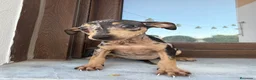 Pinscher Miniatura perros en venta: Mini pincher Merle disponibles  - Anuncio 2