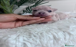 Chihuahua perros en venta: CHIHUAHUA HEMBRA - Imagen 2