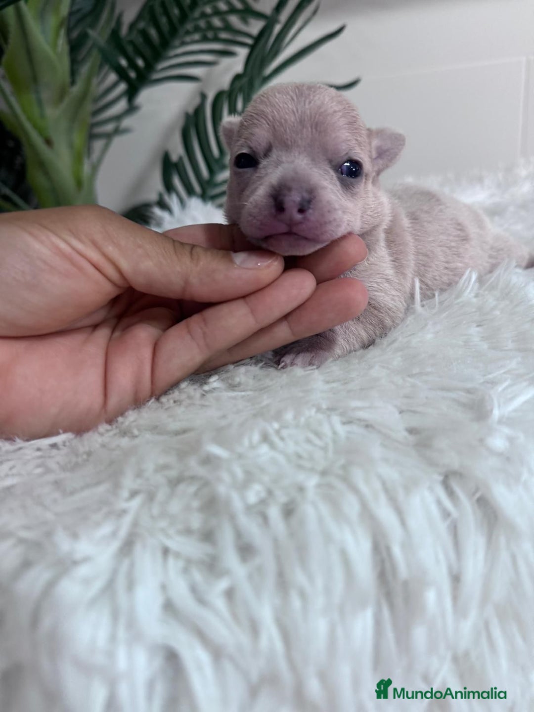 Chihuahua perros en venta: CHIHUAHUA HEMBRA - Imagen 2