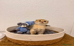 Scottish Fold gatos en venta: Scottish fold golden tabby - Imagen 3