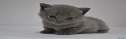 Himalayo gatos en venta:  Cachorros Fold y Straight  - Anuncio 6