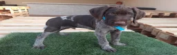 Braco Alemán de Pelo Duro perros en venta: Cachorros de DRAHTHAAR  - Anuncio 3
