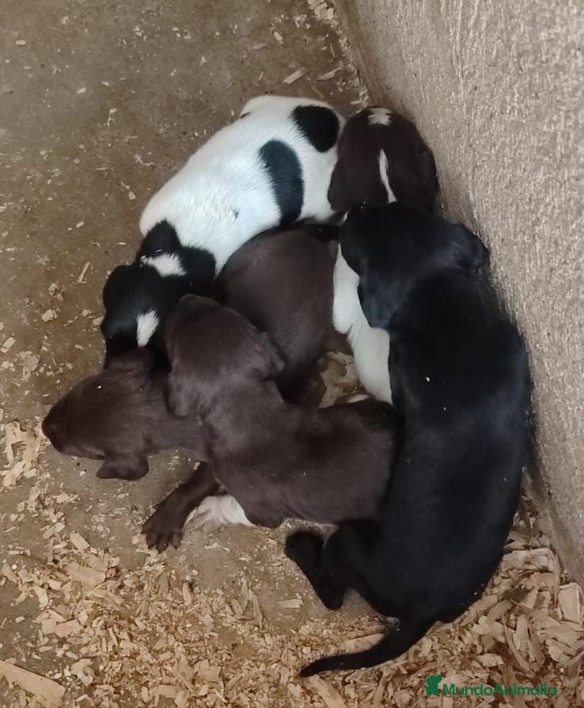 Braco Alemán de Pelo Corto perros Braco Alemán  - Anuncio 1
