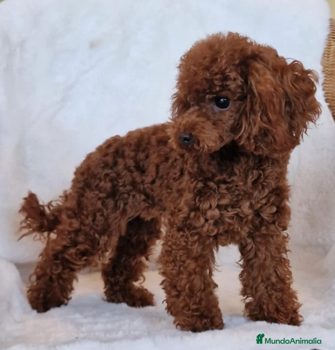 Imagen de galería {{count}}