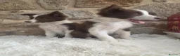 Border Collie perros en venta: Cachorros de border collie - Anuncio 10