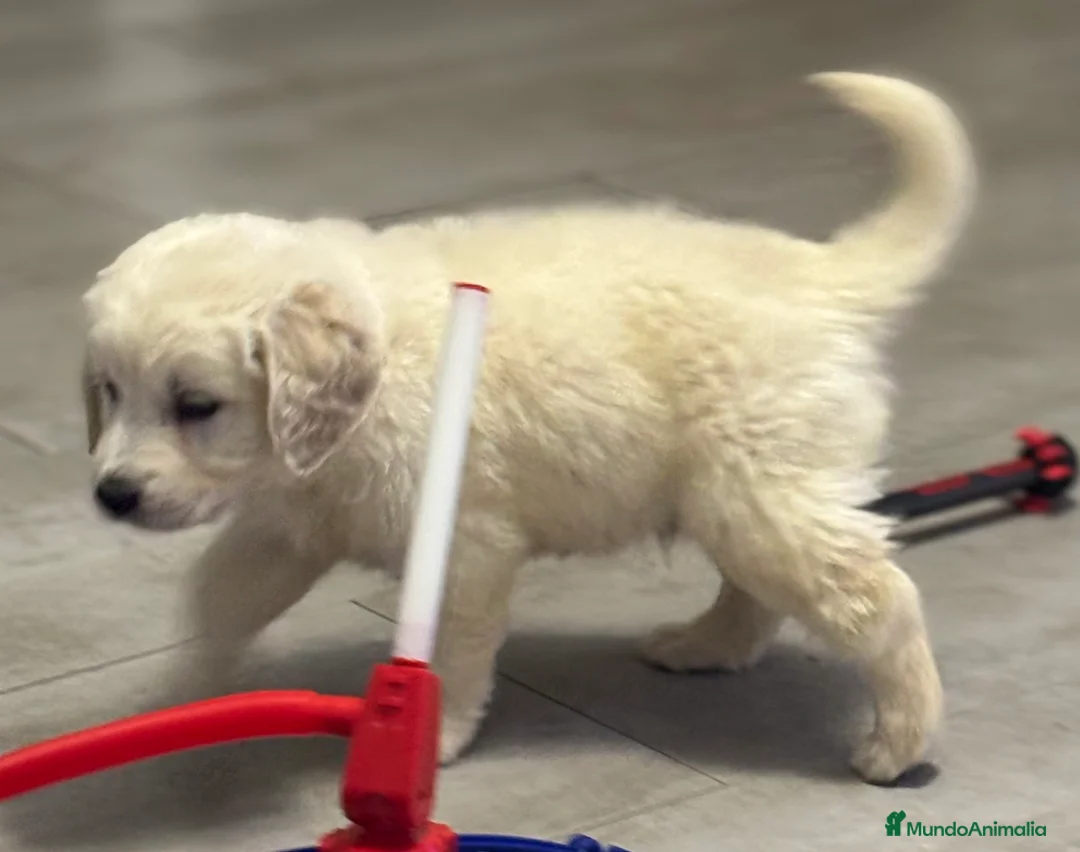Golden Retriever perros en venta: Último golden disponible  en Alicante - Anuncio 2