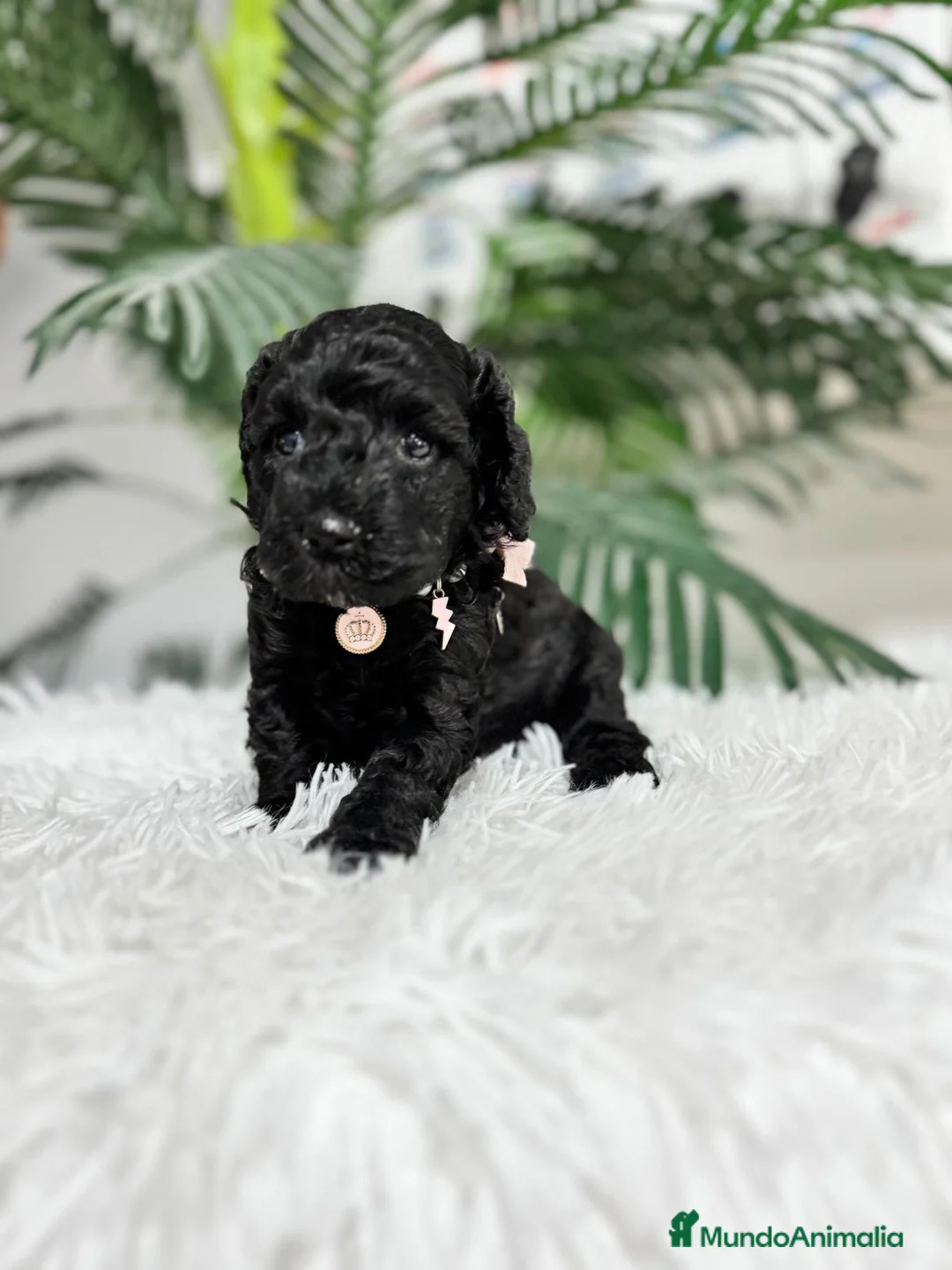 Caniche Enano perros en venta: CANICHES ENANAS HEMBRAS - Anuncio 2