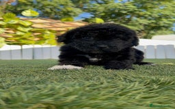 Perro de Agua Español perros en venta: PERRO DE AGUA HEMBRA - Imagen 1