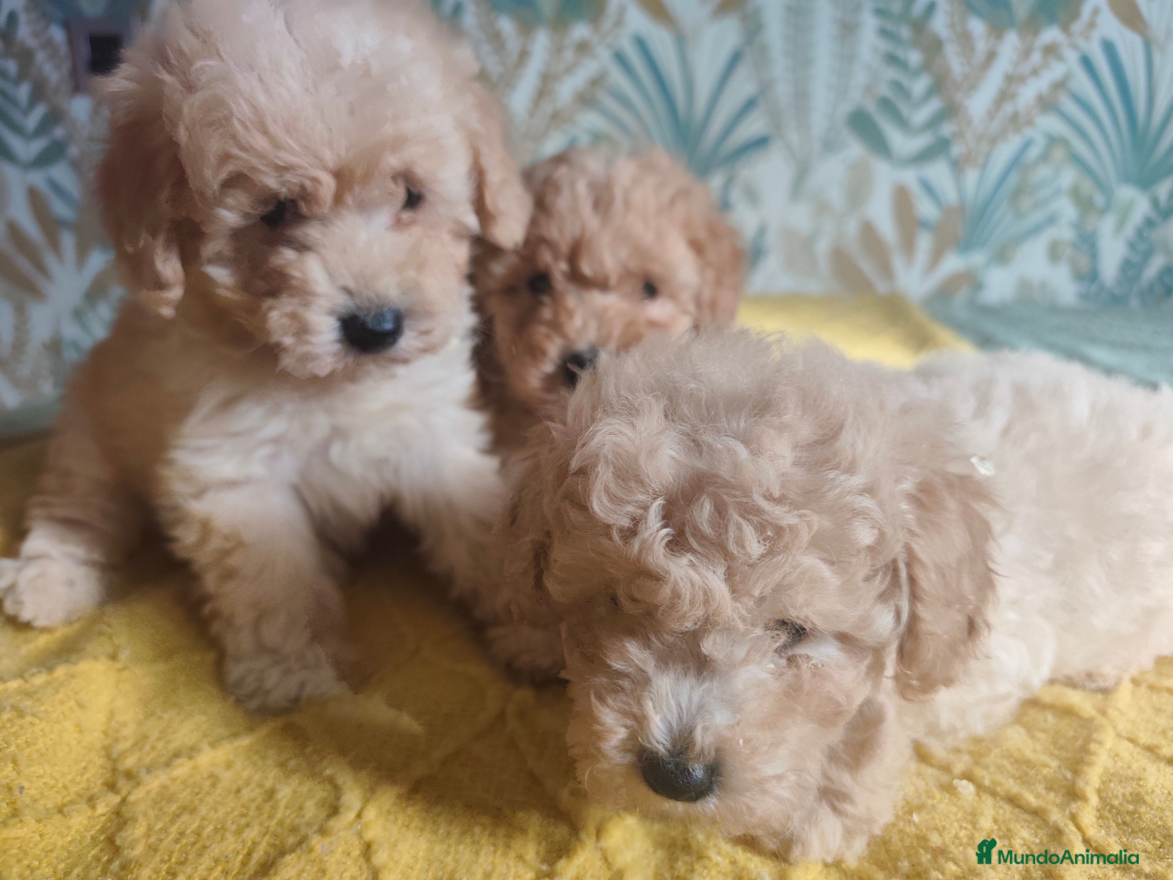 Caniche Toy perros Machitos caniche toy - Anuncio 1