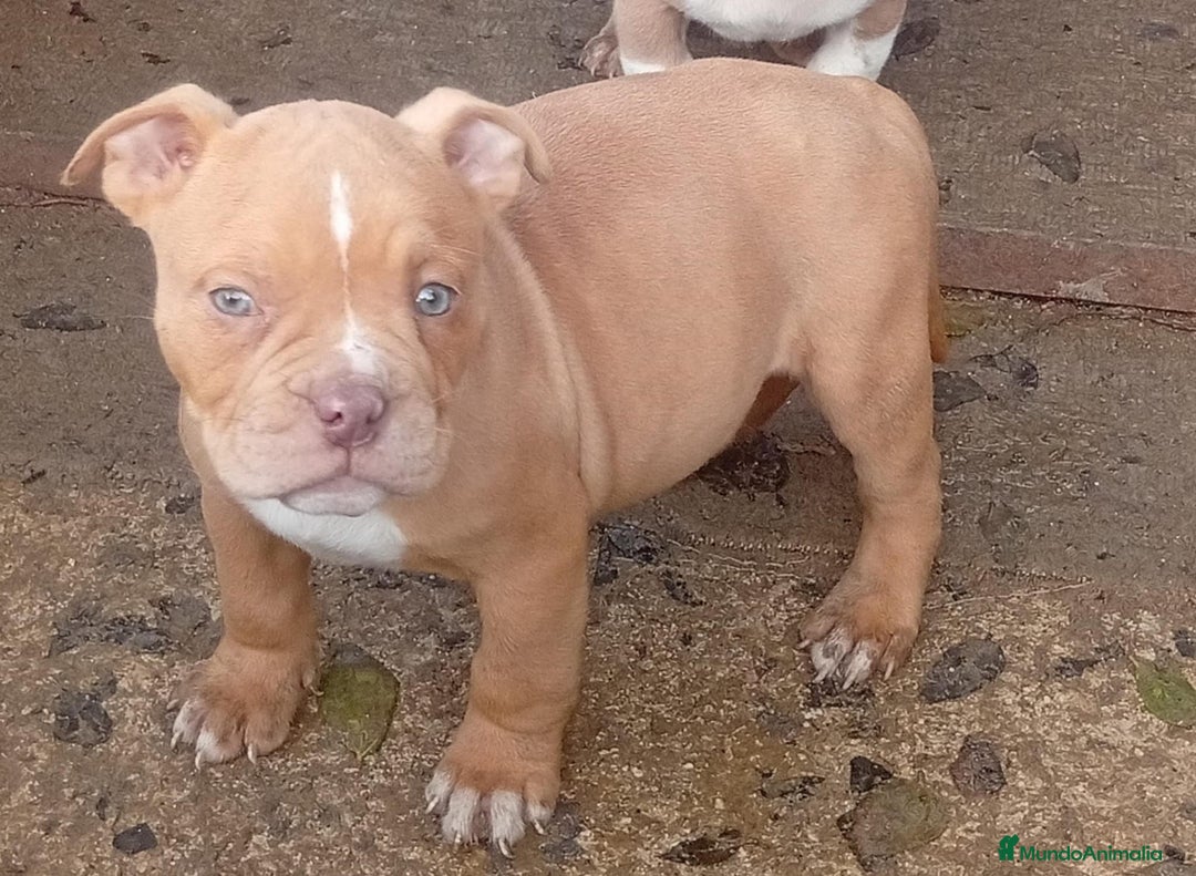 American Bully perros en venta: American bully pocket  - Anuncio 4