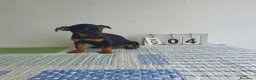 Ratón de Praga perros en venta: Ratón de Praga  - Anuncio 2