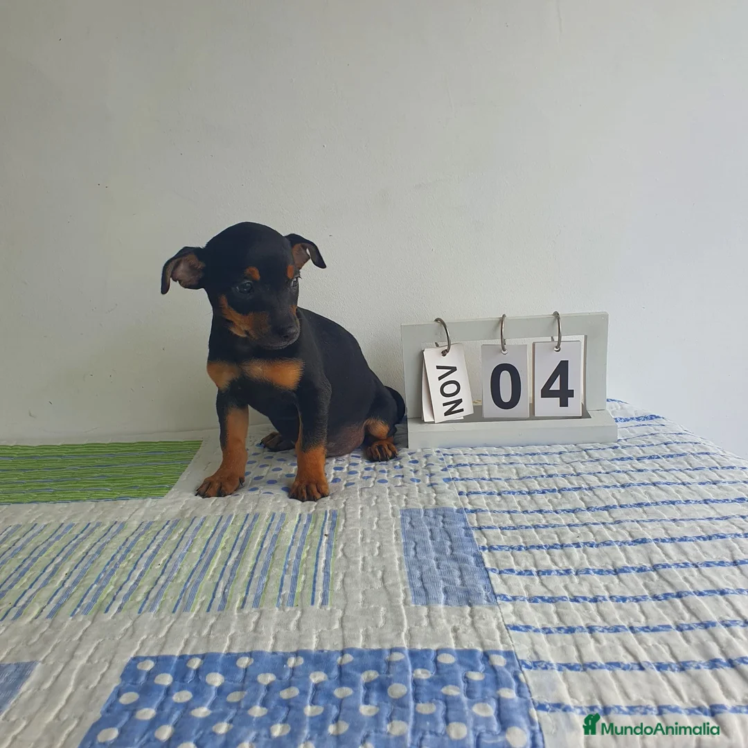 Ratón de Praga perros en venta: Ratón de Praga  - Anuncio 2