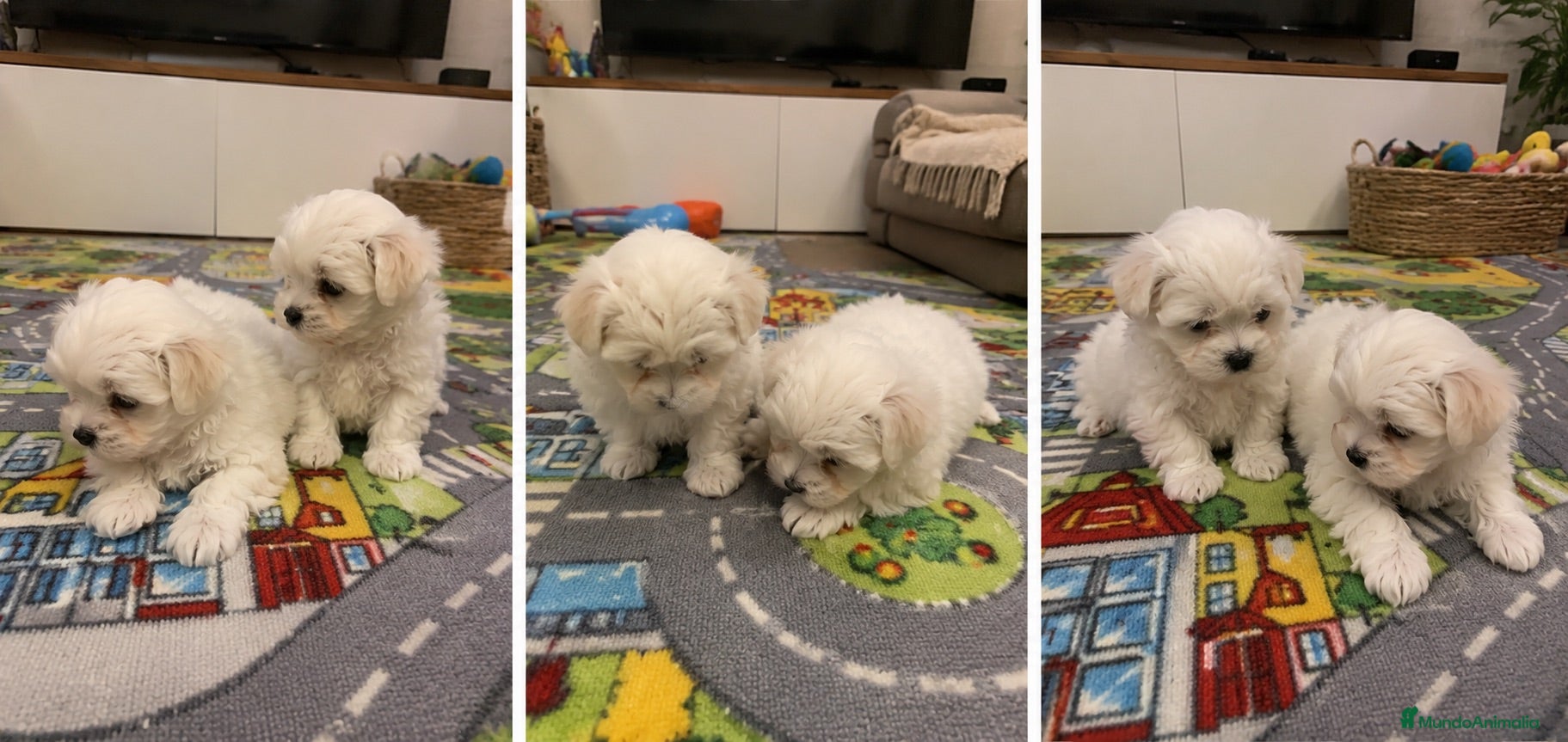 Bichón Maltés perros CACHORROS BICHON MALTES - MADRID   - Anuncio 2