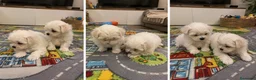 Bichón Maltés perros en venta: CACHORROS BICHON MALTES - MADRID   - Anuncio 1