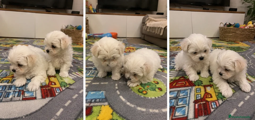 Bichón Maltés perros en venta: CACHORROS BICHON MALTES - MADRID   - Anuncio 1