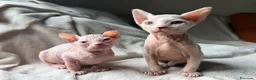 Sphynx gatos en venta: Sphynx blancos y bicolor - Anuncio 3