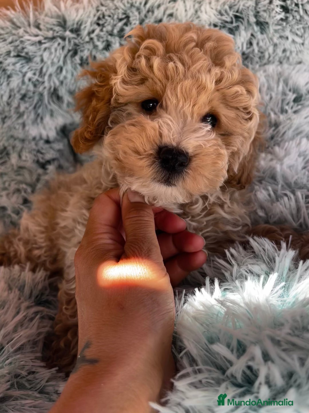 Caniche Toy perros en venta: Caniches toy - Imagen 3