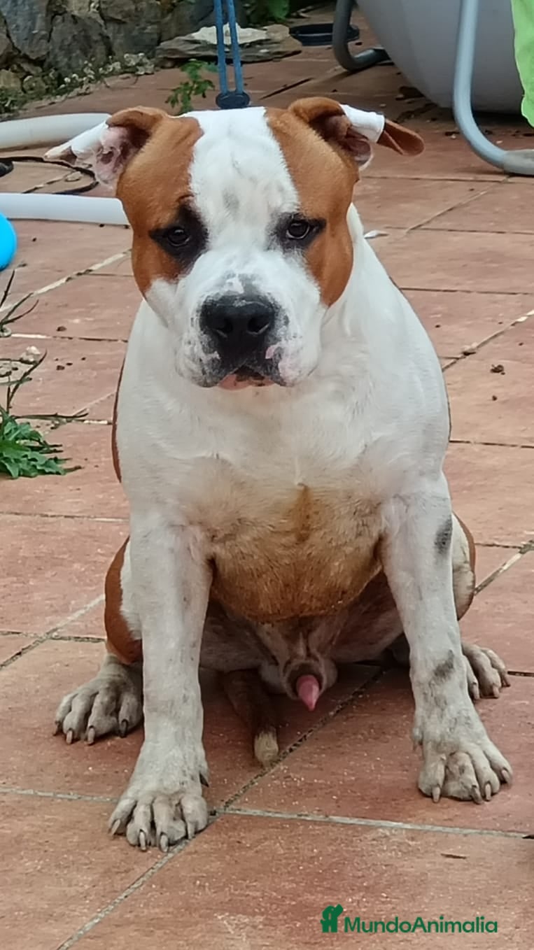 American Staffordshire-Terrier perros American staffordshire terrier  - Anuncio 3