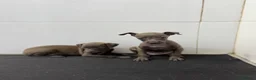 Pequeño Lebrel Italiano perros en venta: Cachorros Piccolo 700€ ¡PRECIO REAL! Valencia - Anuncio 3