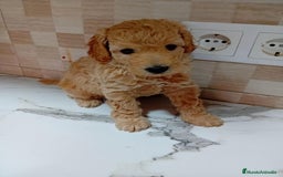 Caniche Enano perros en venta: Caniche pimentón y apricot  - Imagen 3