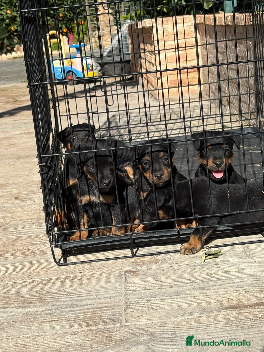 Terrier Alemán de Caza perros en venta: Disponibles cachorros Jagd terrier  - Anuncio 3