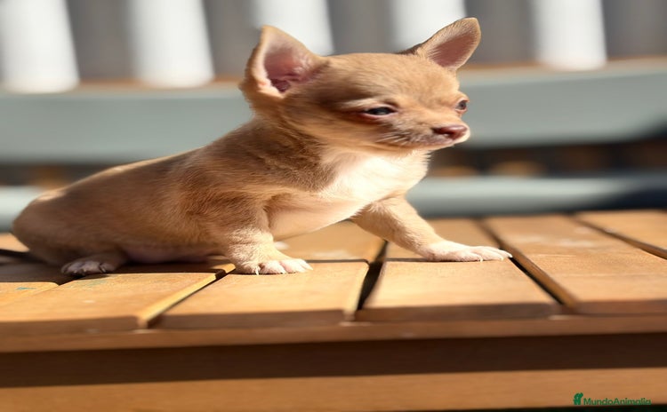 Chihuahua perros - Propaganda 1